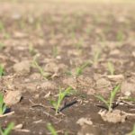 corn young plant