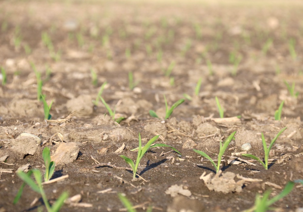 corn young plant