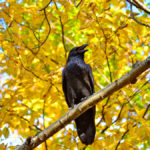 Ravens can injure or kill lambs and are hard to control because of their intelligence.