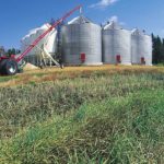 (Photo courtesy Canola Council of Canada)