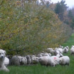 Sheep graze between apple trees at Carrie Woolley and Brett Schuyler’s farm.