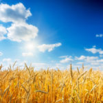 Wheat is one of the crops that could benefit from approval of ACM941.
