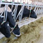 Dairy farmers have been without some of their usual management services since mid-March due to COVID-19 restrictions.