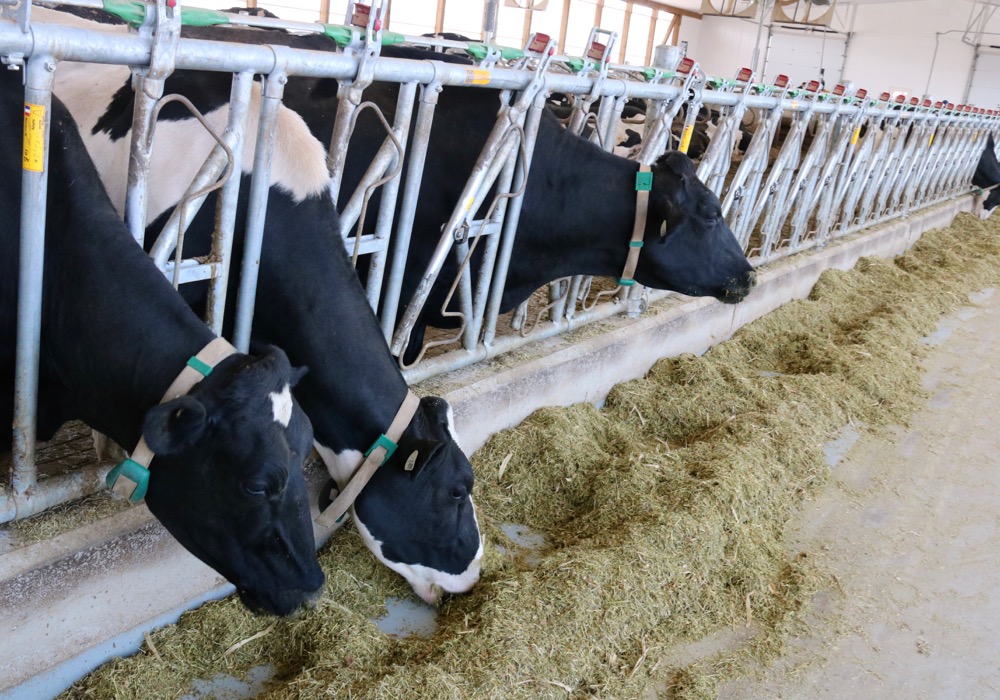 dairy cows