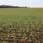The arrival of dicamba-resistant soybeans gave producers another weed-control option.