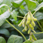 The high oleic soybeans market has seen slow growth.