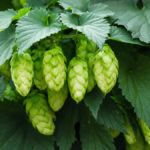 Hops grow well in Canada, but there hasn’t been the expected uptake of local varieties by Canadian brewers.