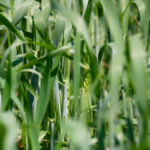 Wheat harvest in 2020 should be better than last year’s poor wheat crop.