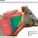 Subcutaneous injections in the neck have become the norm but care must be taken to administer the vaccine in the right spot.