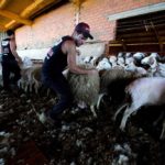 Uruguayan sheep shearer Federico Ventura catches a sheep to shear it in Villafale, Spain on June 17, 2020. (Photo: Reuters/Juan Medina)