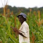 A farmer walks through a field of maize near Chikuni in the south of Zambia on Feb. 21, 2015. (Photo: Reuters/Darrin Zammit Lupi)