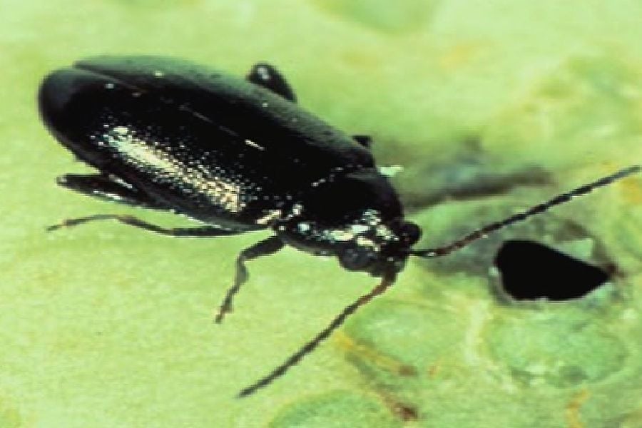 Flea beetle. (Photo courtesy Canola Council of Canada)
