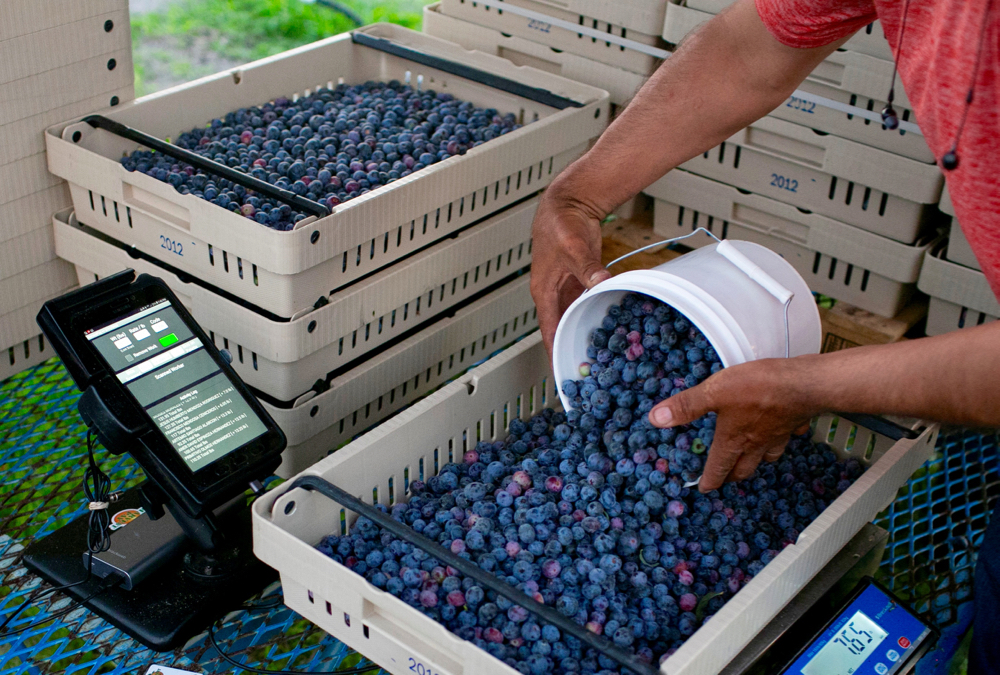 Fruit and vegetable growers say that better procedures are needed for temporary workers who move from farm to farm.