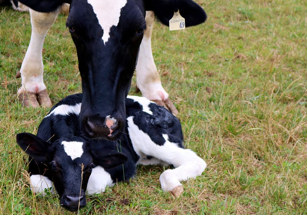 Transition cows often have low neutrophil activity before calving, meaning it’s more difficult for them to fight infections.