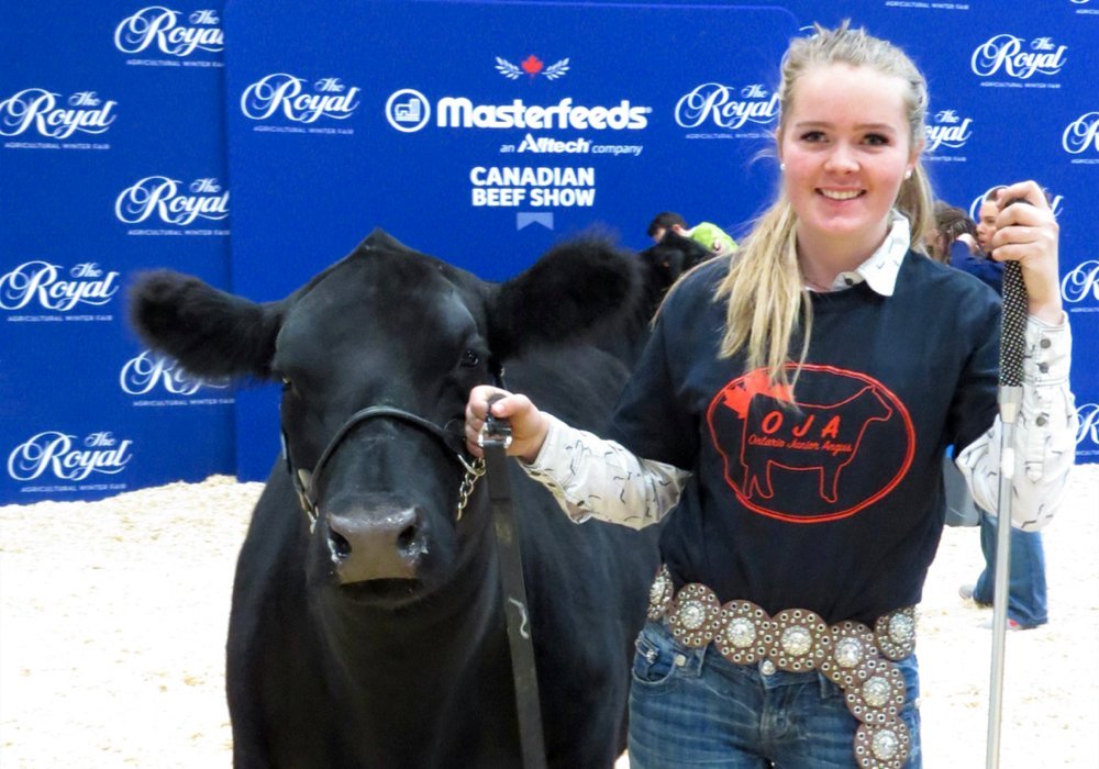 Layne Chantler of Alliston, Ont. brought this show heifer to the Royal Agricultural Winter Fair in 2019. (Farmtario photo by Jennifer Glenney)
