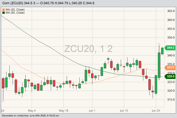 CBOT September 2020 corn with 20- and 50-day moving averages. (Barchart)
