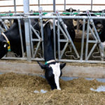 Research is ongoing to determine cows that are genetically more tolerant of heat stress.