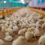Alternatives don’t have the broad spectrum coverage of antibiotics.
