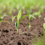 Ontario corn so far is rated as about 60 per cent good to excellent.