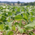 Ontario soybeans are generally growing well, although they are in need of rain in several areas of the province.