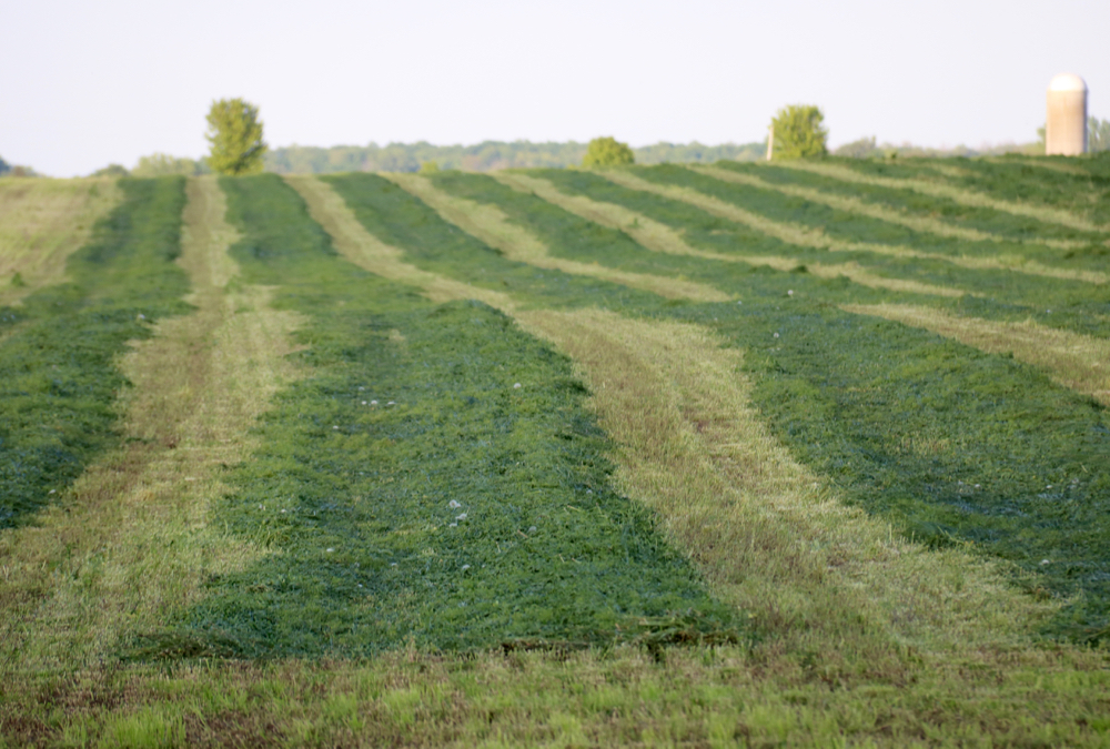 It’s important to look at the big picture when dealing with a quality and yield issue with forages before jumping to a fungicide for improvements.