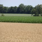 Crops production is a major target of new agriculture technology.