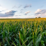 Corn is one of the major crops that nitrogen-fixing bacterium Envita could help.
