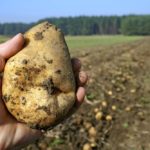 The added plus of the federal government’s food surplus program is that it will support producers, particularly those with nowhere to send their perishable commodities.