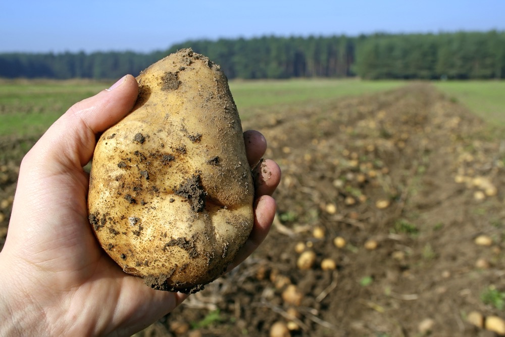 The added plus of the federal government’s food surplus program is that it will support producers, particularly those with nowhere to send their perishable commodities.