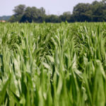 The health of the corn crop is highly variable in Ontario based on rain.