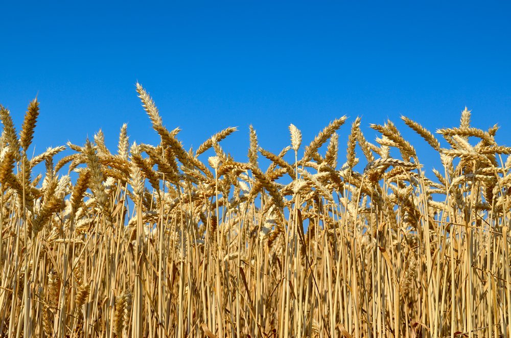 (Photo: Alexandrum79/iStock/Getty Images)
