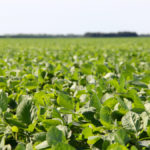 Drone program improves agronomic precision