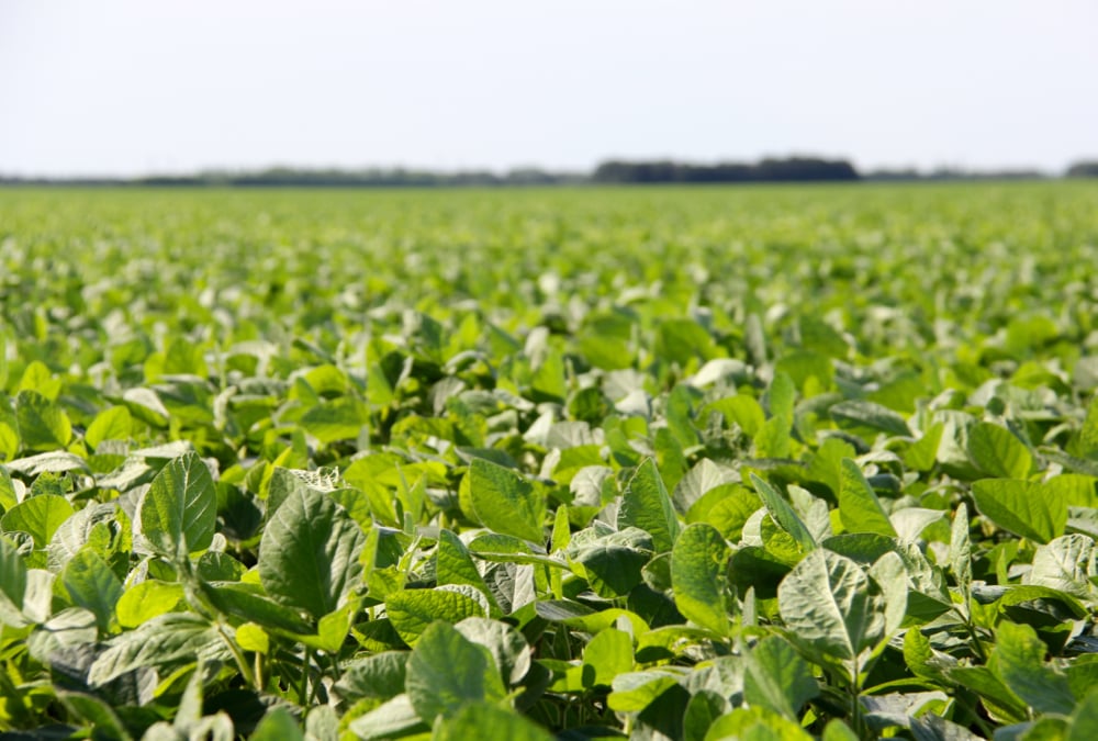 Drone program improves agronomic precision