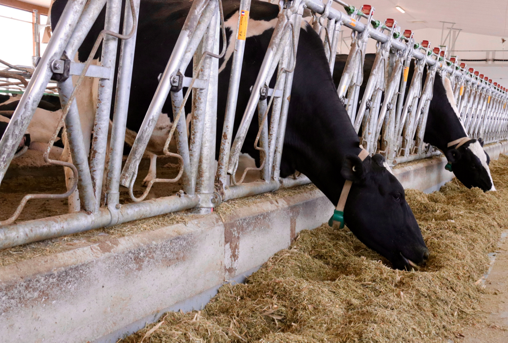 Dairy farmers have taken numerous steps to reduce costs due to COVID-19 uncertainty.