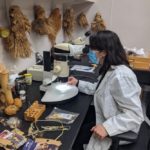 A botanist with APHIS’ National Identification Services (NIS) examines the contents of an unsolicited package of seeds under a microscope on July 30, 2020. (Photo courtesy USDA/APHIS)