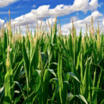 Fungicide application for corn silage is best applied at tassel.