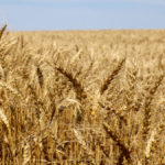 Weather for harvesting the 2020 winter wheat crop has been excellent.