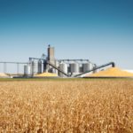 Subject: Storage grain bin silos in a field of matured corn crop in harvest time.