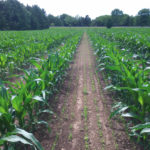 The cover crops were planted with a drill at V4 corn stage.