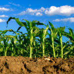 Soil microbes are key to improving soil health.