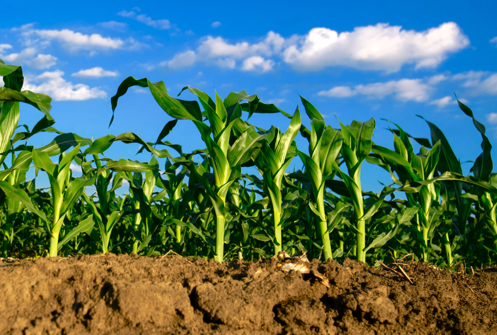 Soil microbes are key to improving soil health.
