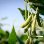 Above normal temperatures could reduce Ontario’s soybean yield.