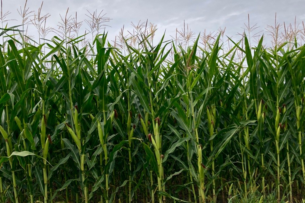 A corn crop west of Grunthal, Man. on Aug. 17, 2019. (Dave Bedard photo)

