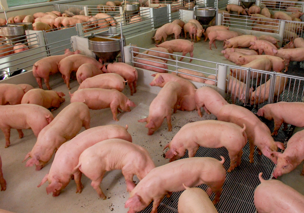 c in tidy and clean indoor housing farm, with pig mother feeding piglet
