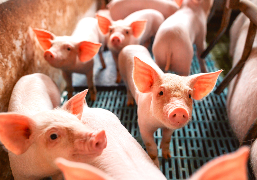 Decoupling Canadian pork price from American price study still ongoing
