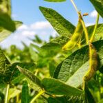 The Ontario soybeans crop is looking like it could hit a 50 bushel per acre average.