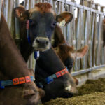 Some other countries use regular surveillance of milk to track disease, such as the Netherlands and Ireland.
