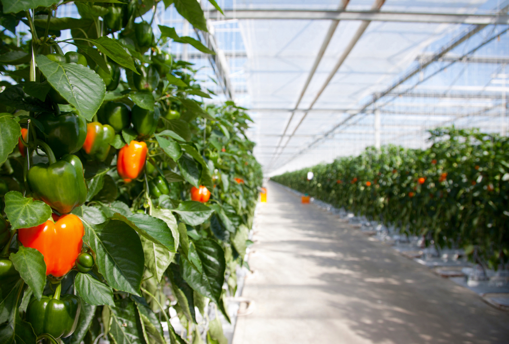 Ontario greenhouse growers will have to register their boilers by next March.