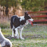 Not every dog is cut out to handle stock, says stock dog trainer Jared Epp.