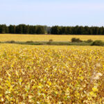 Soybeans have been turning quickly across Ontario as harvest approaches.